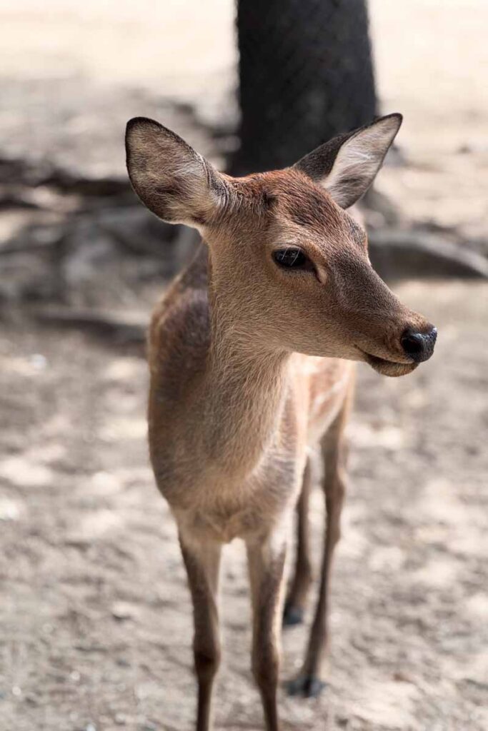 Close-up of a young deer standing on sandy ground in Nara Park, looking off to the side with soft lighting highlighting its fur.