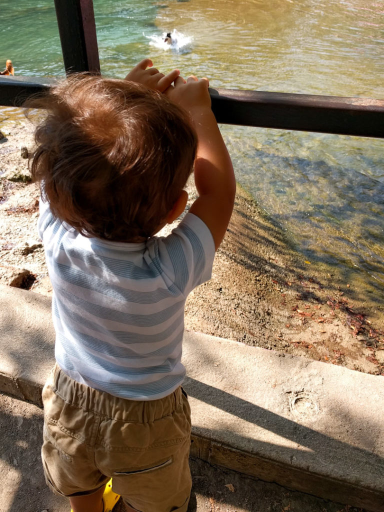 Toddler holding fence looking at spring pool - Austin, TX family-friendly itinerary