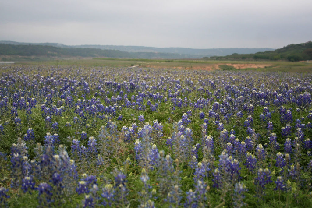 Field of bluebonnets in Turkey Bend Recreational Area outside of Austin, TX