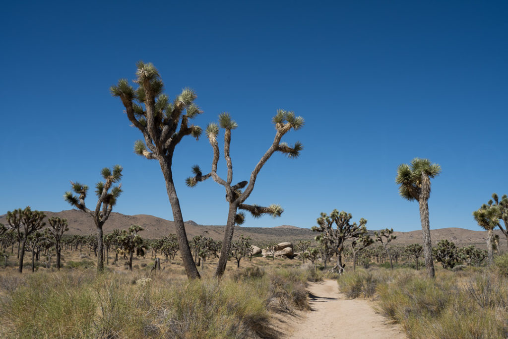 Joshua Trees in the National Park