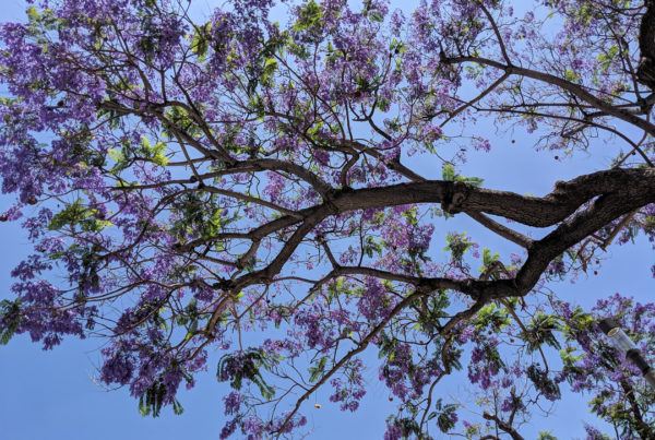 Looking up at a purple Jacaranda tree - blue sky