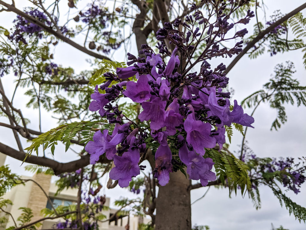 Дерево с сиреневыми цветами как называется. Пурпурное дерево. Дерево с пурпурными цветками. Императорское дерево с цветами лиловыми. Пурпурное сердце дерево.
