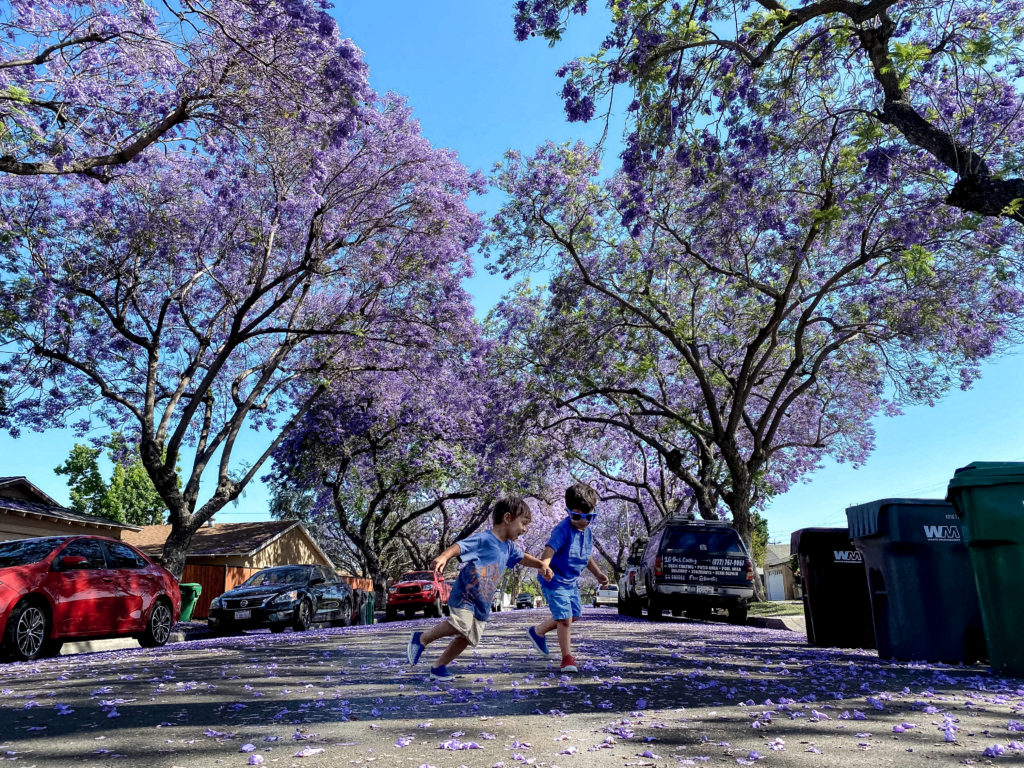 Toddler brothers dancing in the purple rain of Jacaranda trees in California