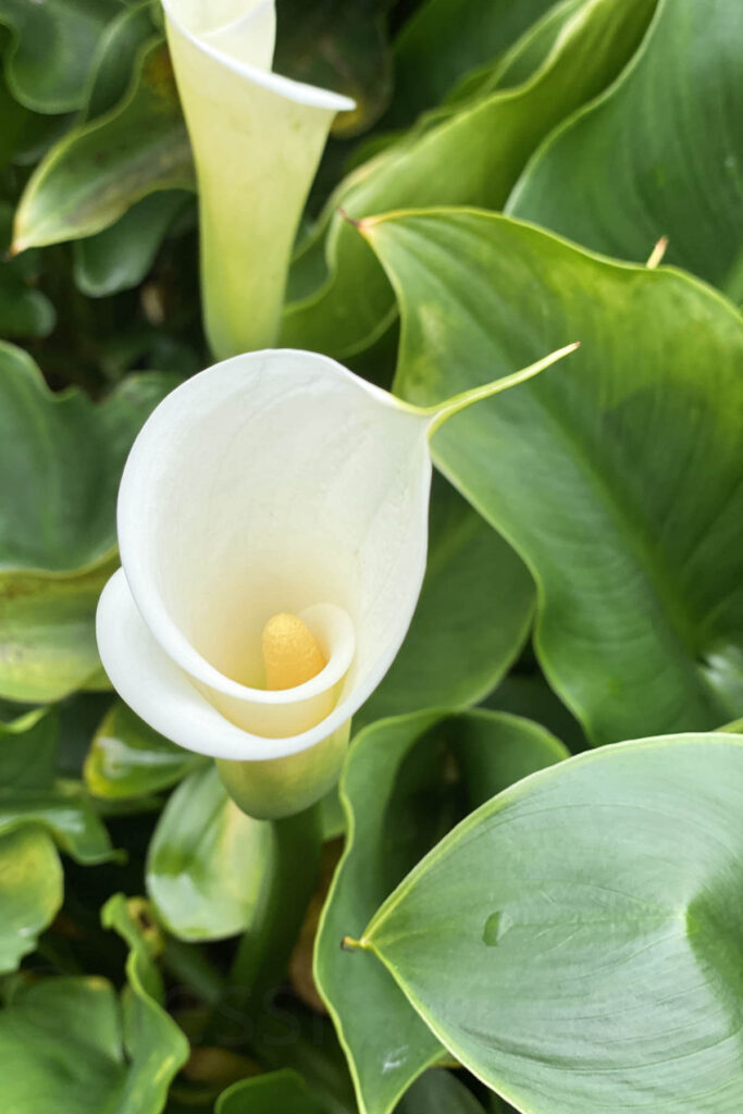 A white calla lily with a yellow spadix blooms among broad, waxy green leaves in a close-up shot. The elegant spiral of the petals draws focus, highlighting the flower’s delicate texture.