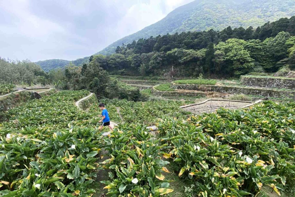 A child in a blue shirt walks along a narrow dirt path between rows of blooming calla lilies in the terraced hills of Yangmingshan, Taiwan. The lush green fields are framed by dense forest and distant mountains.
