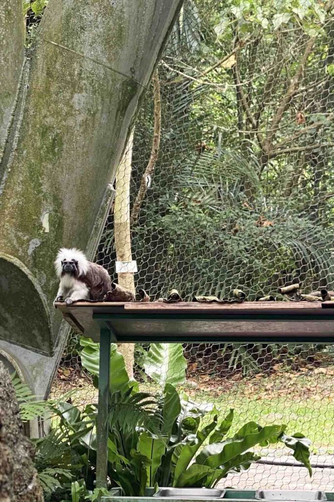 A small monkey with a white mane sits atop a wooden ledge in a lush, netted enclosure. Dense green foliage and natural textures surround the scene, creating a jungle-like environment at the Taipei Zoo.