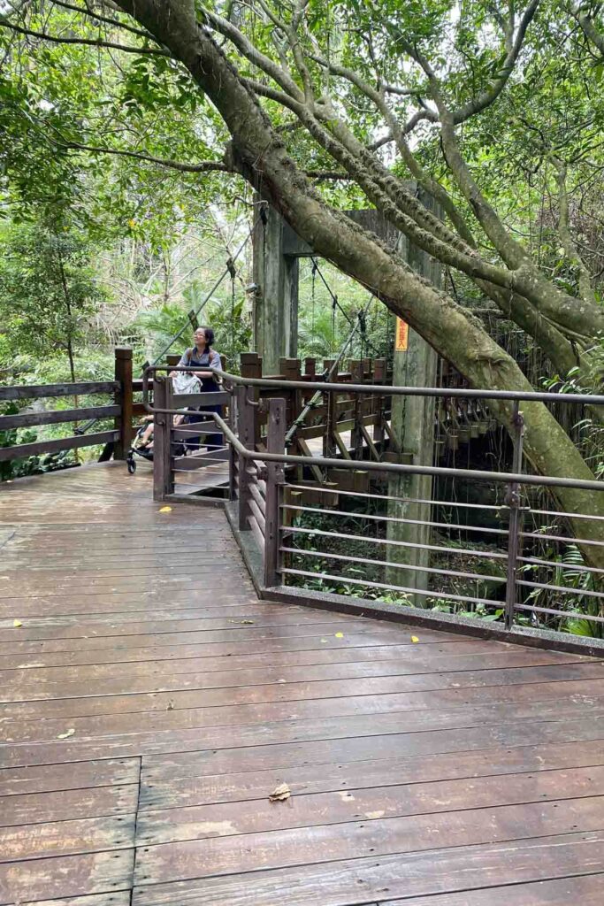 A woman with a stroller pauses on a wooden walkway winding through a dense forested area at the Taipei Zoo. A large tree leans over the path, and suspension cables support the bridge structure.