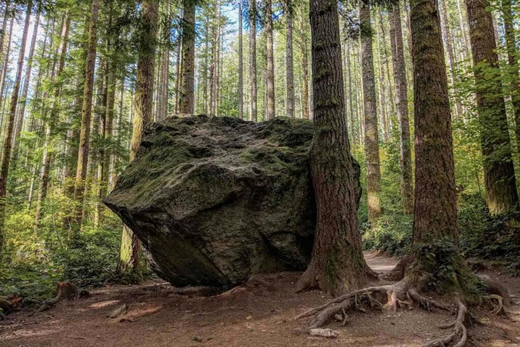 Massive moss covered boulder sitting among tall evergreen trees along the Rattlesnake Ledge Trail. This shaded forest section shows why the trail is one of the most popular hikes near Seattle.