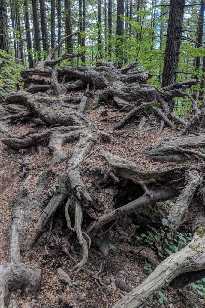Large tangled tree roots spread across a forest hillside along a dirt trail surrounded by tall evergreens. Natural features like this make hikes near Seattle feel adventurous for kids.