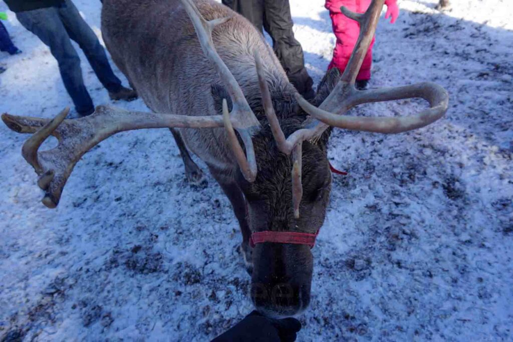 Close-up of a reindeer with large antlers and a red halter, being gently fed by a gloved hand on snowy ground at a reindeer farm in Leavenworth, WA.
