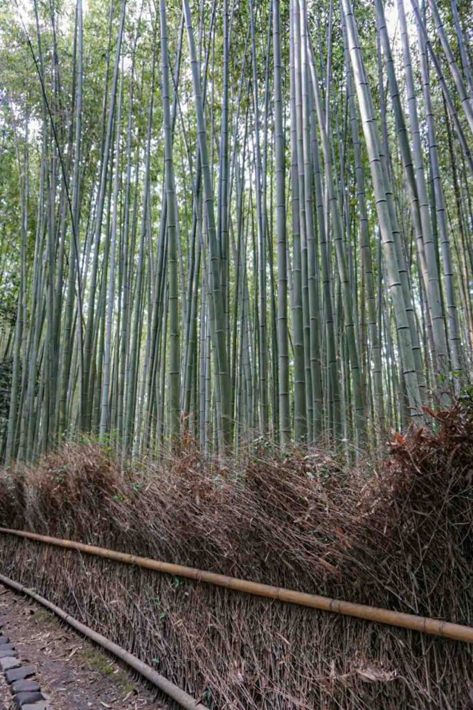 Tall bamboo grove in Arashiyama Bamboo Forest in Kyoto with narrow walking path and woven bamboo fencing in Japan.