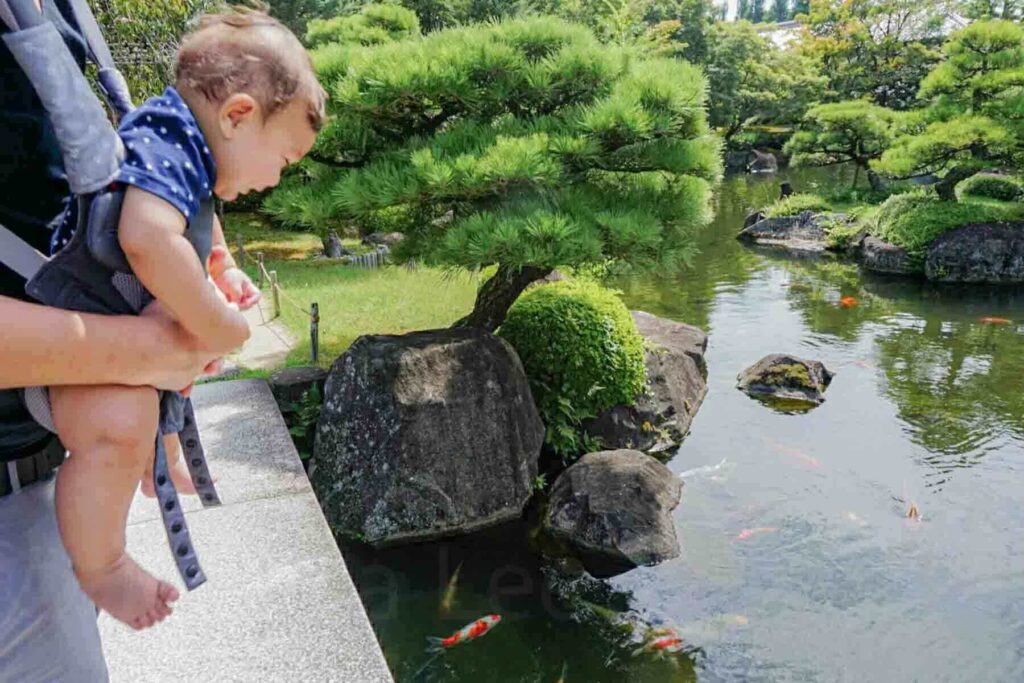Baby leaning over a stone edge secured in a baby carrier watching colorful koi fish swimming in a peaceful Japanese garden pond in Himeji, Japan.