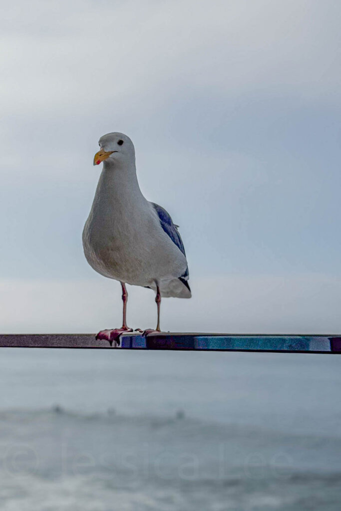 A seagull perched looking at the camera on a glass balcony railing with the ocean blurred in the background. A peaceful beachside moment captured during a coastal getaway.