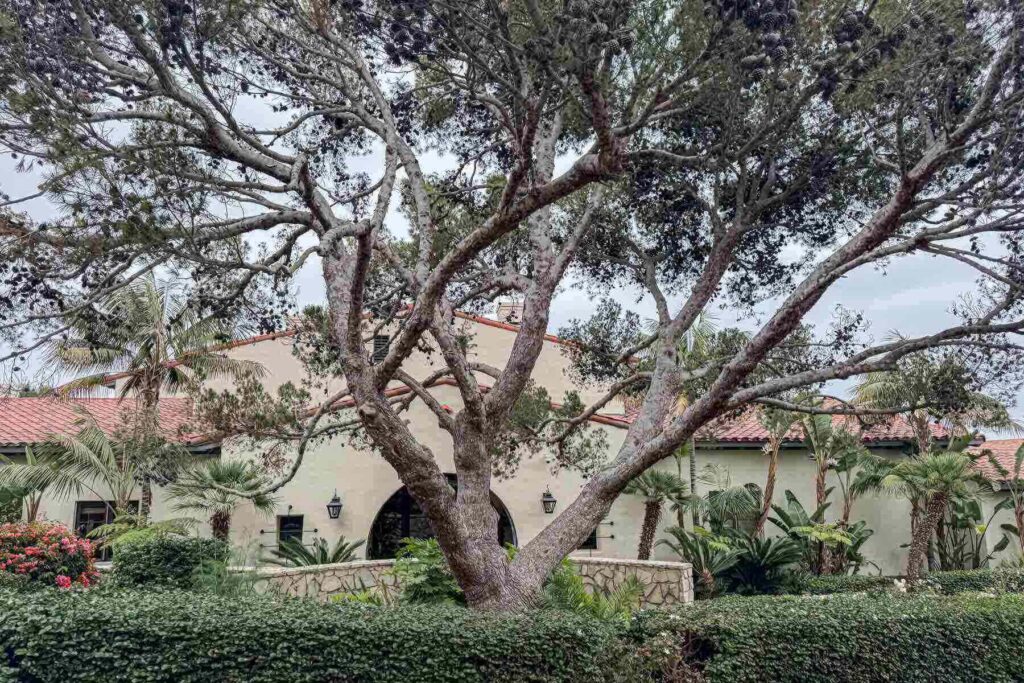 Large tree in front of The Spa at Terranea’s  main building with red tile roofs and lush green landscaping. A peaceful entrance perfect for parents seeking a serene coastal retreat.