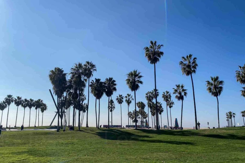 Cluster of skinny tall palm trees sprouting from an expansive green lawn silhouetted against a bright blue sky at Venice Beach in California.