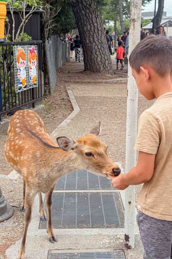 Child feeding a deer cracker to a young deer in Nara Park along a shaded path with family crowds walking past on the sidewalk. Activities like this are a classic highlight of a family trip to Japan.