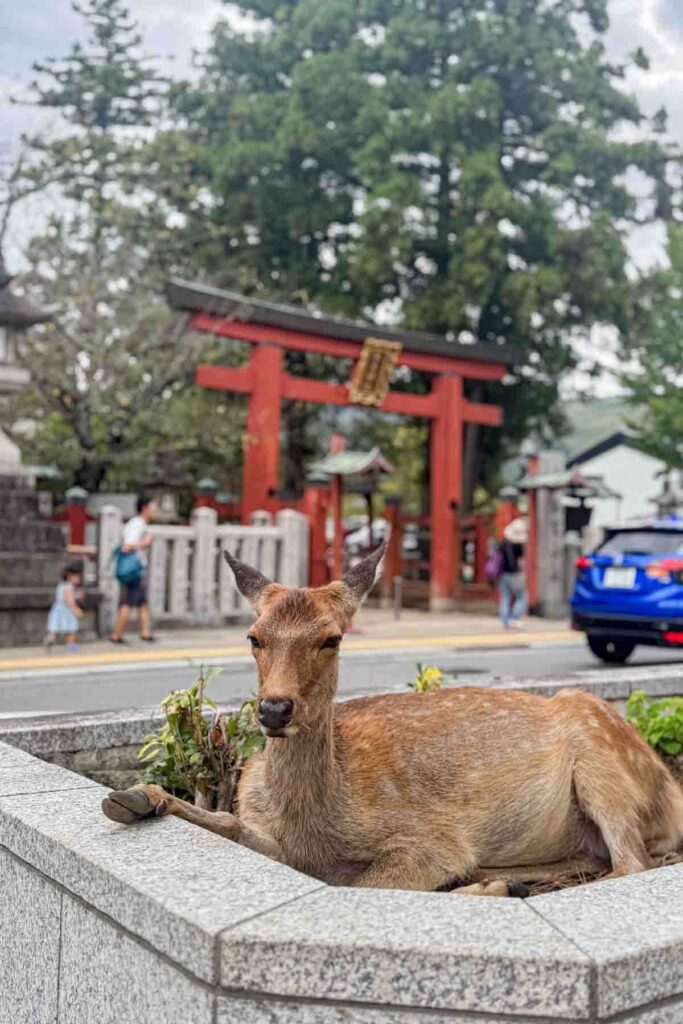 Deer resting inside a low stone planter near a red torii gate in Nara. Seeing deer so close is one of the most memorable parts of visiting Nara with kids.